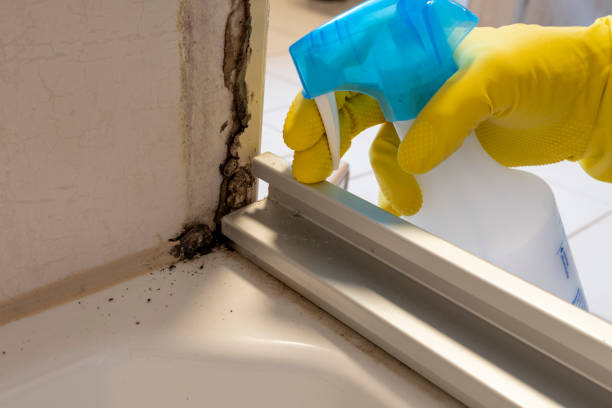 Mold Removal and Inspection in Napoleon, OH