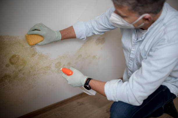 Best Mold Removal and Inspection  in Napoleon, OH